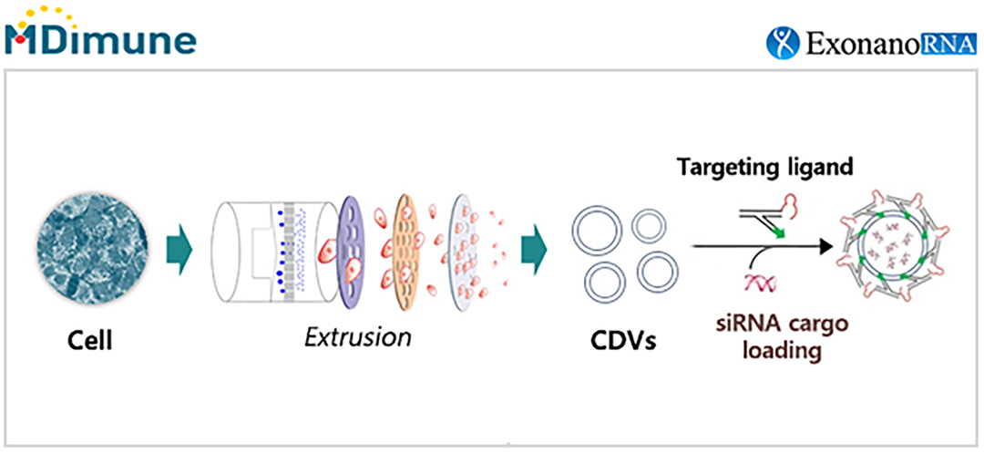ExonanoRNA and MDimune Enter Service Agreement to Advance Targeted Delivery for Cancer